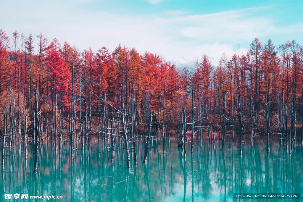 森林树木河水天空风景