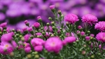 红色鲜花植物草地背景