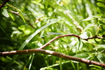 蜻蜓昆虫草地树枝背景