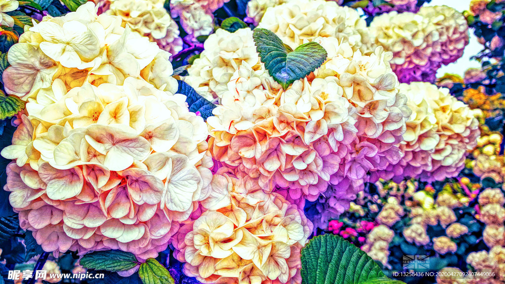 彩色鲜花植物花朵背景