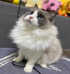 小猫咪