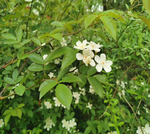 木香花