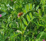 蜜蜂采蜜