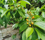 绿樱桃