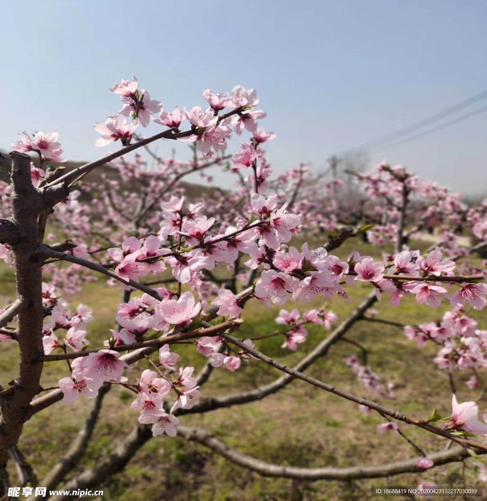 桃花