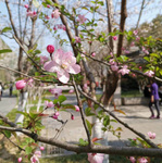 海棠