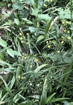 黄金菊