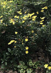 金鸡菊 侧