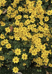 金鸡菊