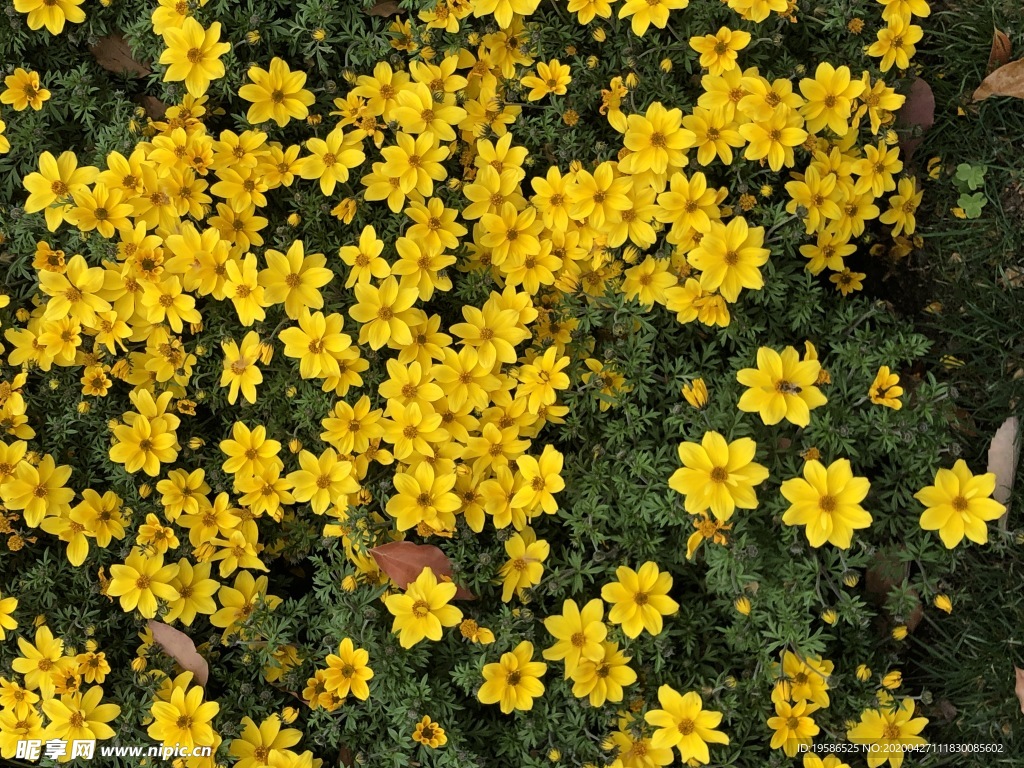 金鸡菊