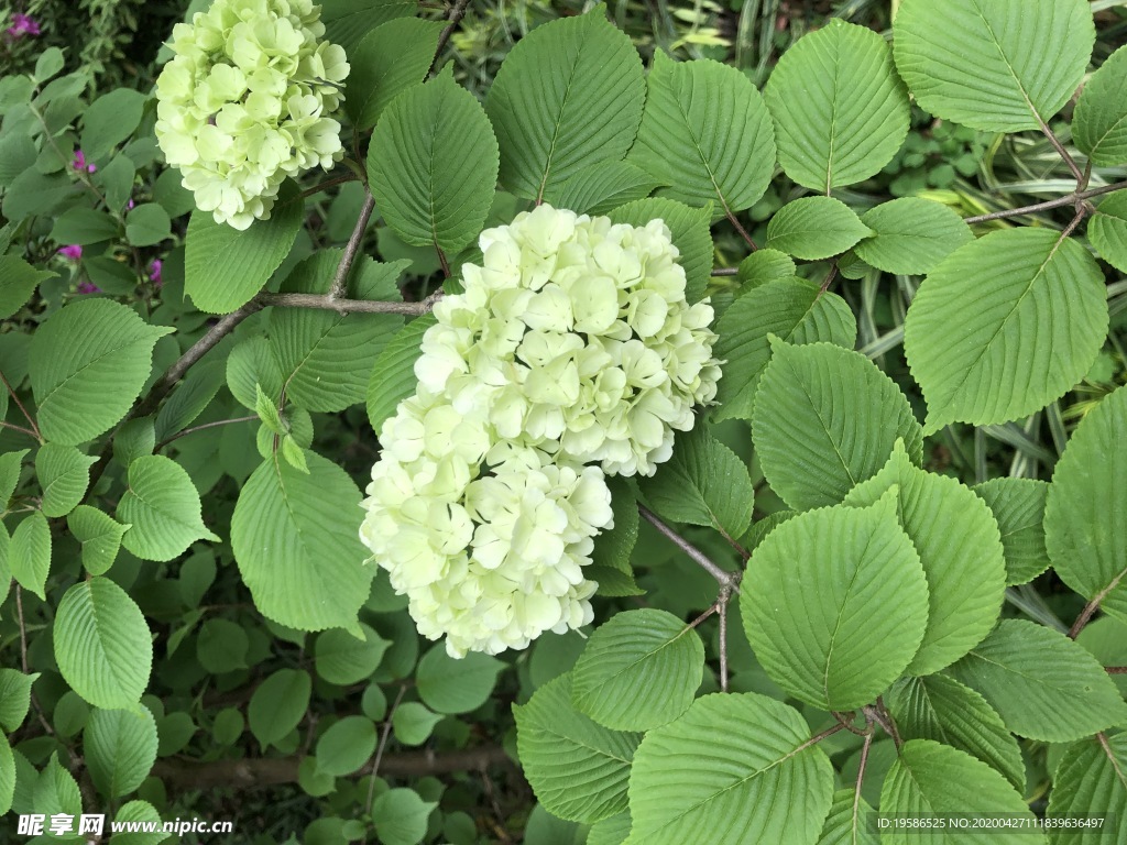 粉团 绣球花