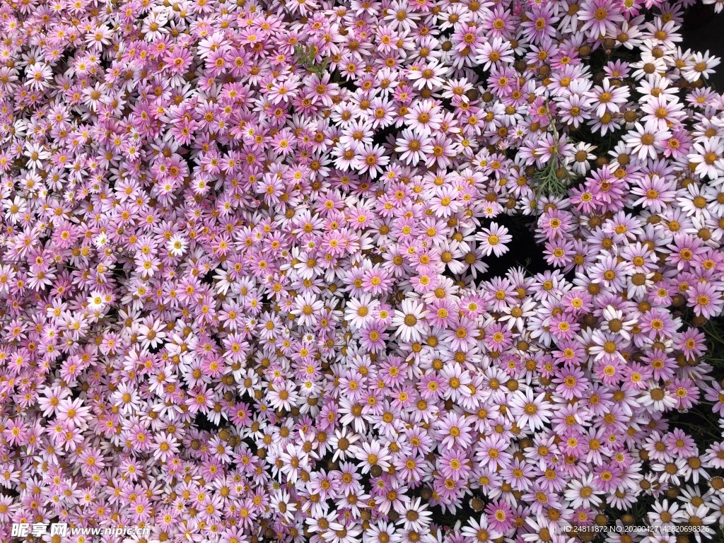 木茼蒿花丛