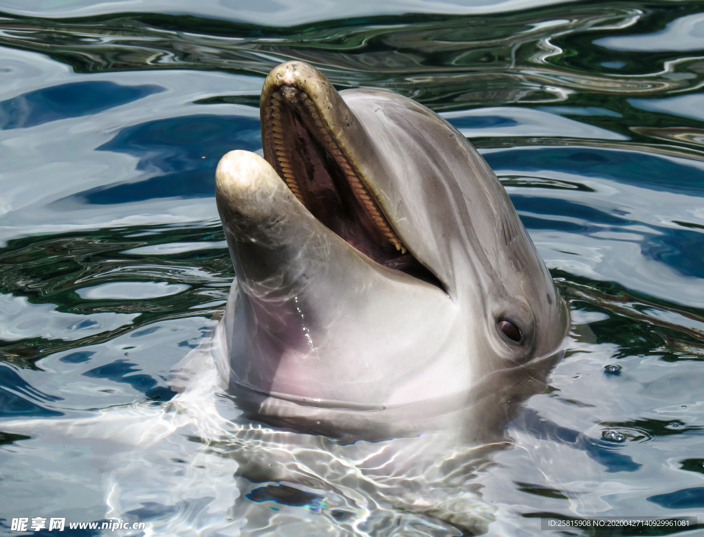 海豚海豚表演图片