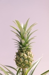 菠萝