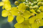 油菜花