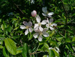 蜜蜂采花粉