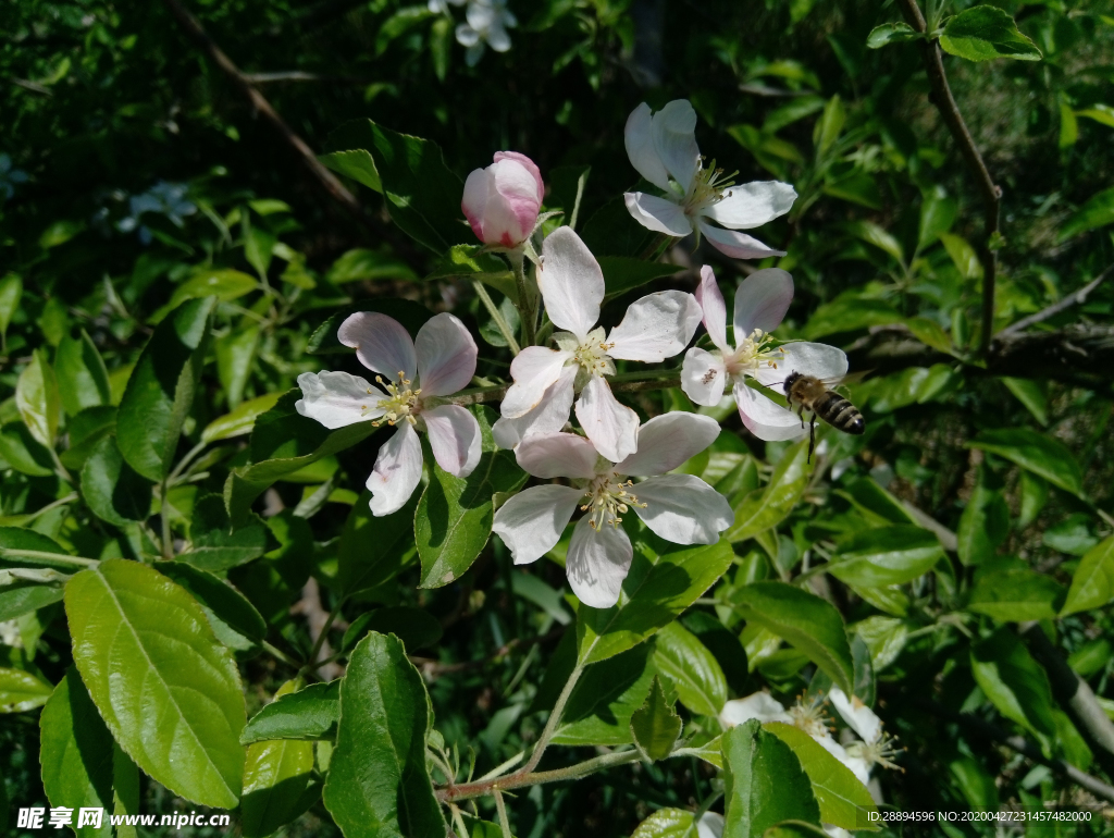 蜜蜂采花粉