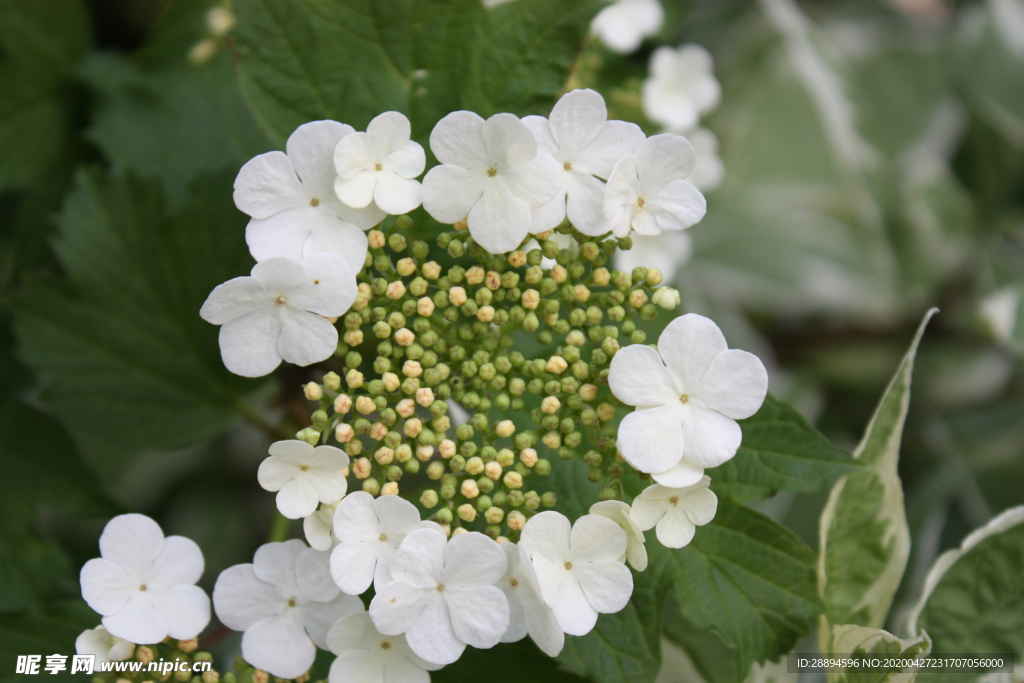 花