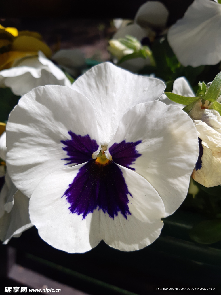 花