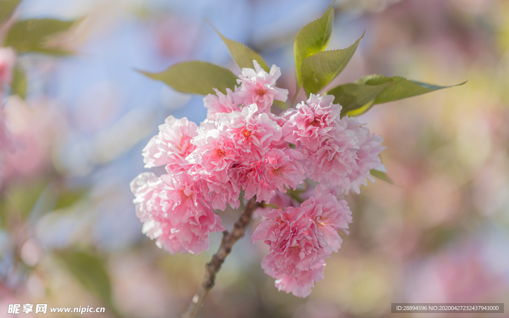 春天的花朵