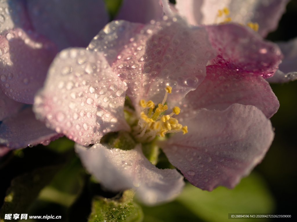 苹果花