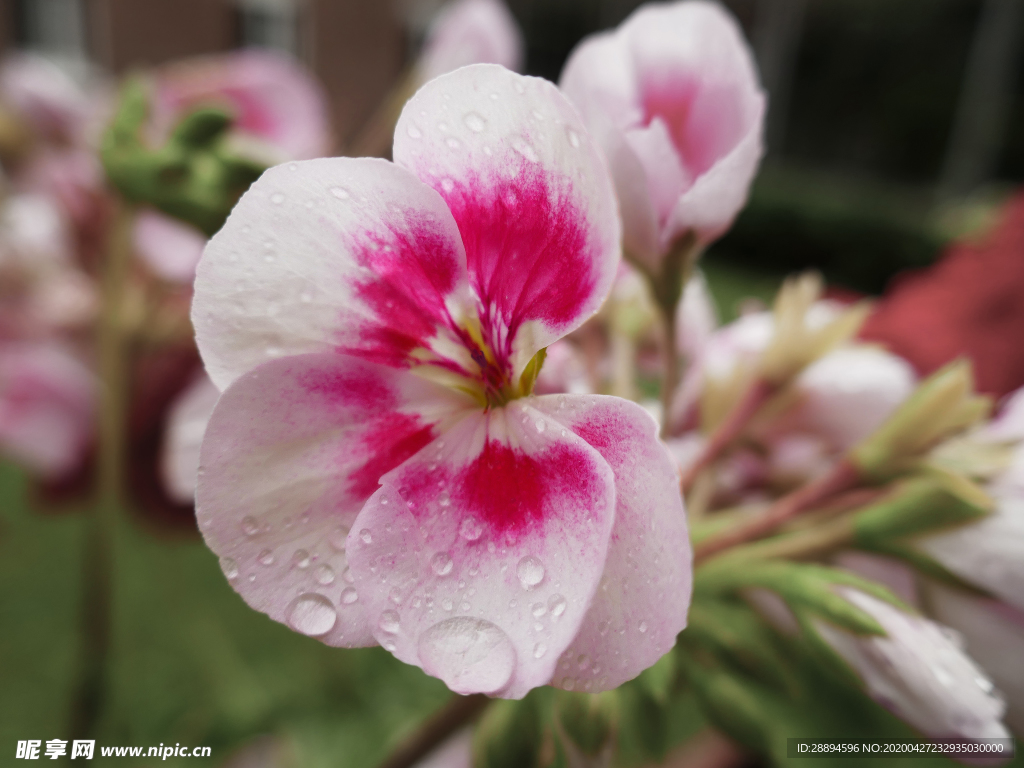 粉红色鲜花