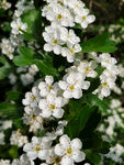 鲜花