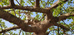 银杏树上的 猫