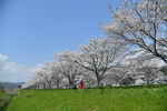 樱花树