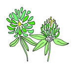 花