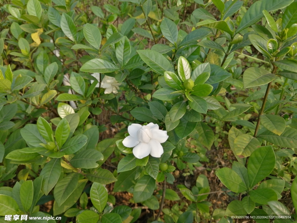 栀子花