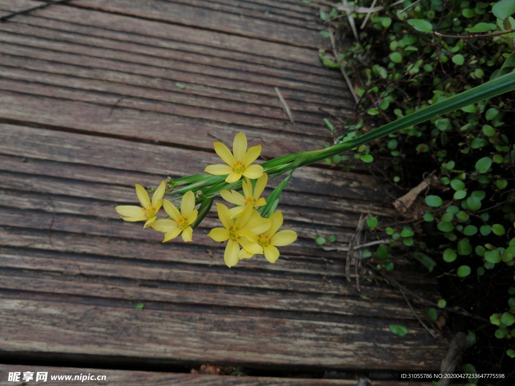 小黄花