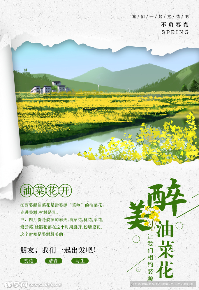 油菜花海报 一片油菜花 油菜花
