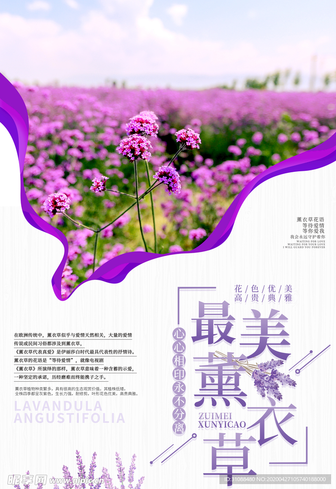 薰衣草海报 一片薰衣草