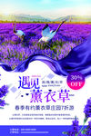 薰衣草海报 薰衣草