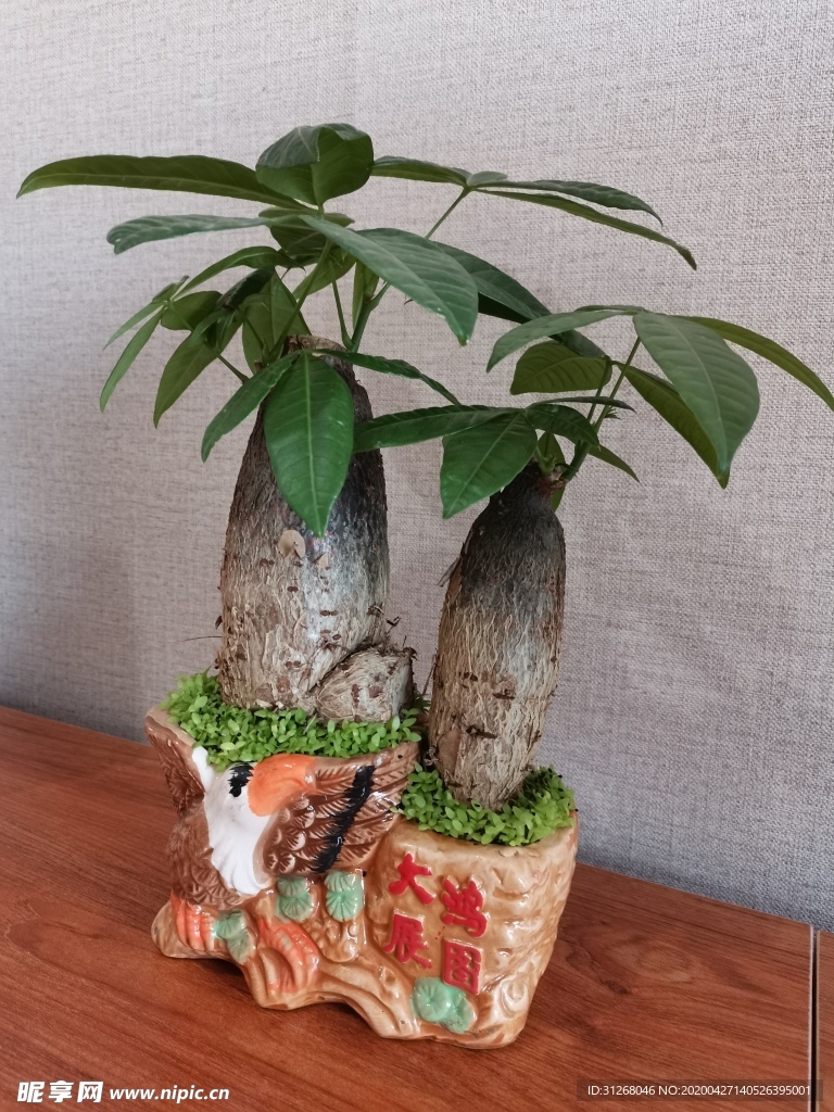 发财树