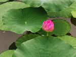 小荷 荷花 荷叶