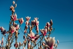 鲜花