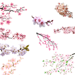 樱花png