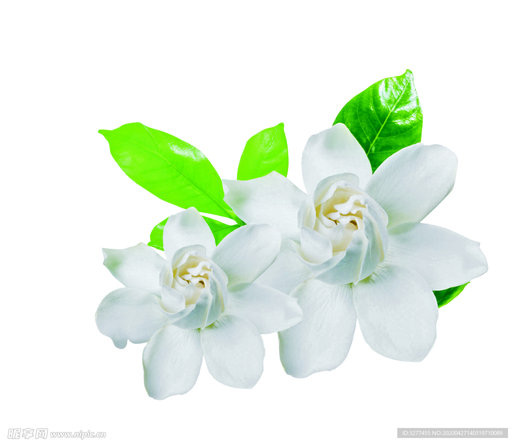 茉莉花
