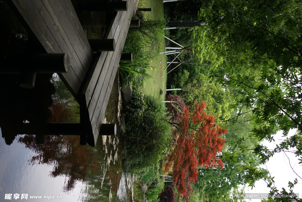 水岸红枫