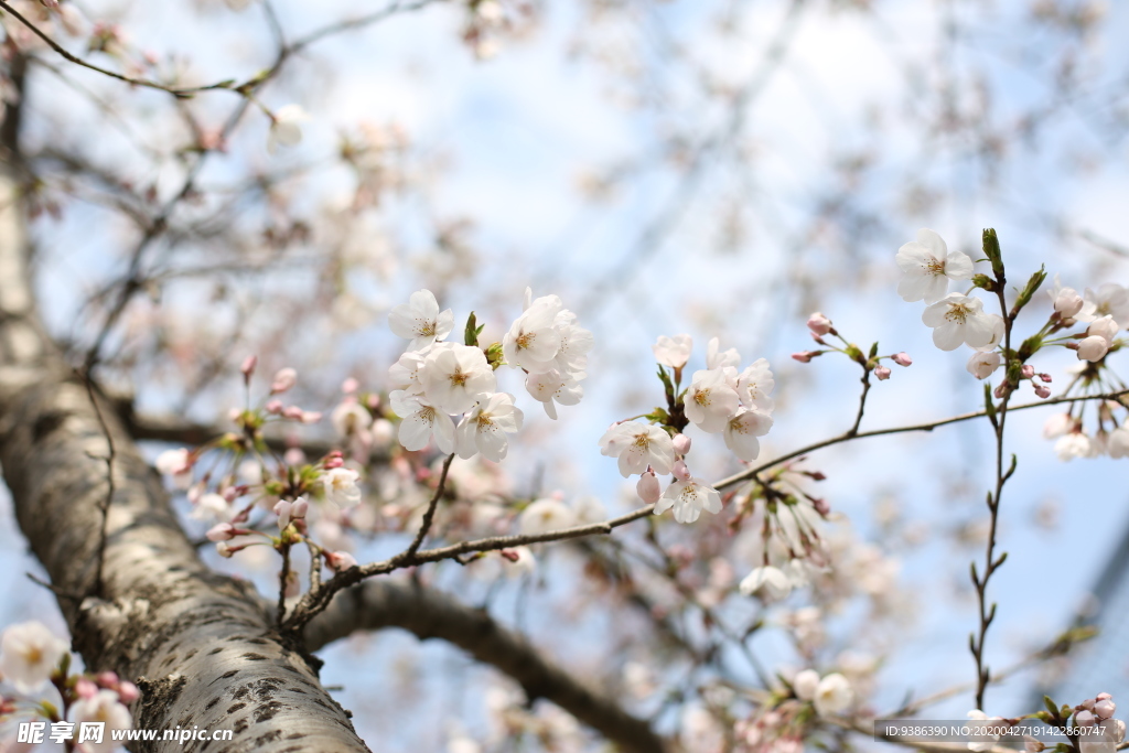 樱花