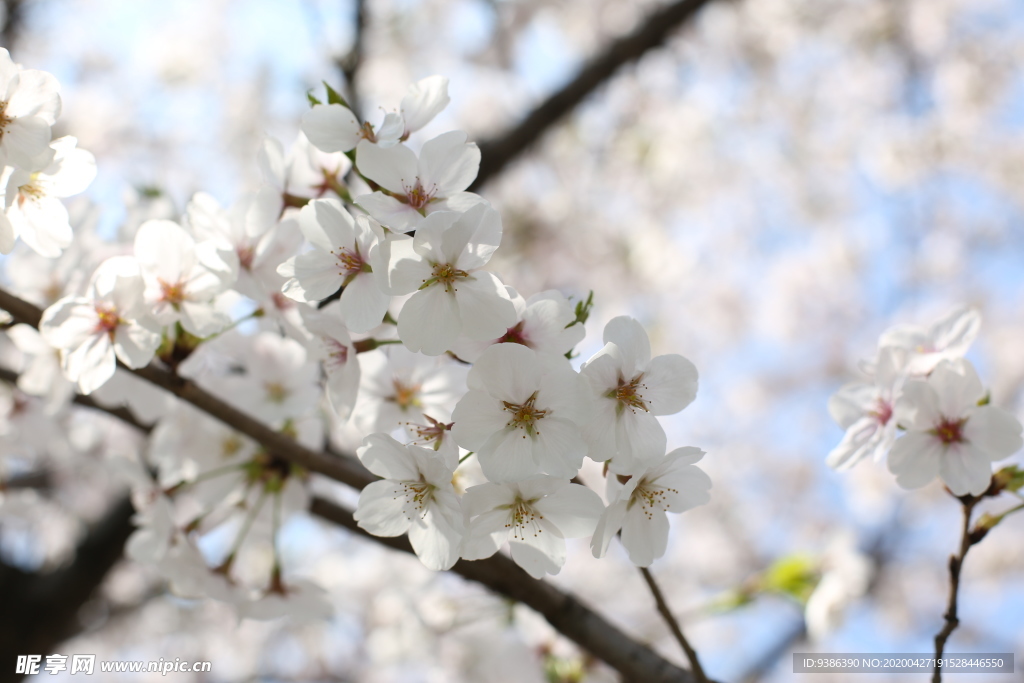 樱花