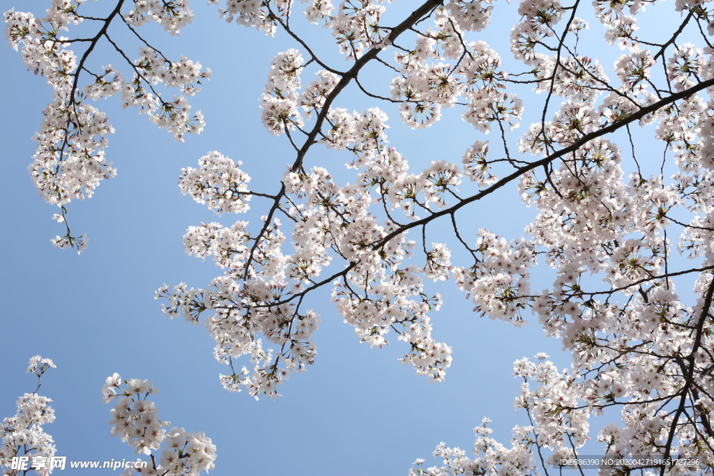 樱花