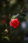 茶花