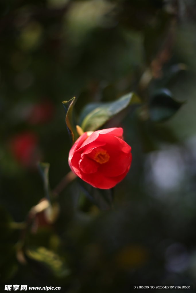 茶花