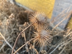 牛蒡