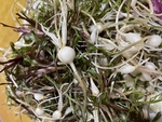 大脑瓜