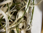 山野菜