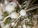 山野菜